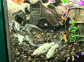 Mollys for sale