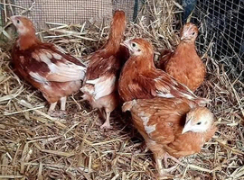 Hens / chickens/ chicks for sale
