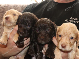 Cocker spaniel puppies