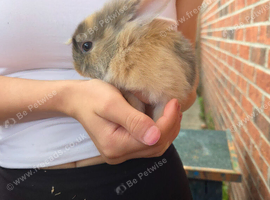 Lop eared x lion head baby rabbits