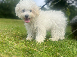 Male Bichon