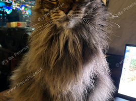 Maine Coon 6 year old female needs a loving home
