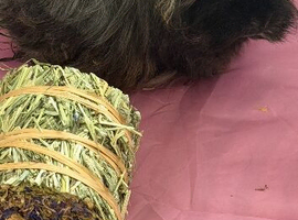 Male guinea pig
