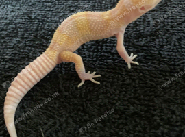 Albino leopard gecko cb26