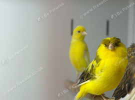 Canaries