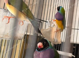 Gouldian finch