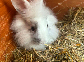 Last of litter 8wk lionhead buck ready now