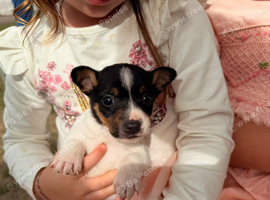 Stunning jack Russell puppies
