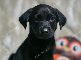 2 black lab pups looking for forever homes