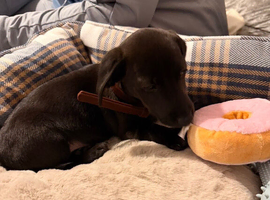 Miniature Dachshund/jack russel 17weeks