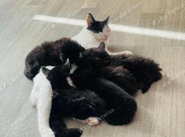 Fluffy Kittens
