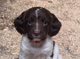 Farm bred springer pups