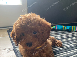 Cavapoo male puppies ready for new homes