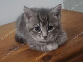 Fluffy grey tabby
