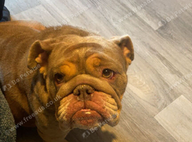 English bulldog female 3 years old
