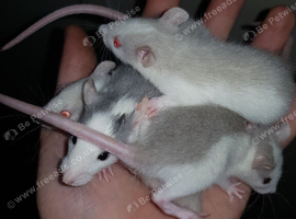 Male's and female's rat's
