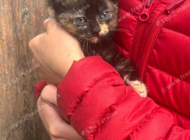 Kitten ready now!