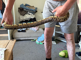 Full setup for sale big adult female