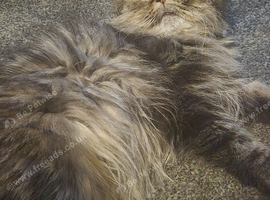 2 beutiful male Persians