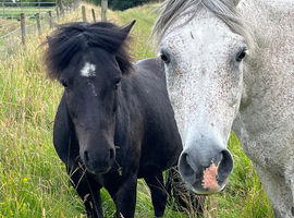 12.2 hh Genuine companion Dartmoor Hill Pony.