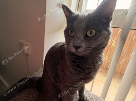 Russian Blue mix sisters