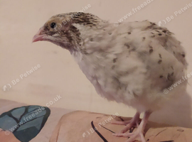 Celandon coturnix quail roos Pearl fee speckled gold Italian