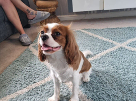 2yr old KC Cavalier King Charles