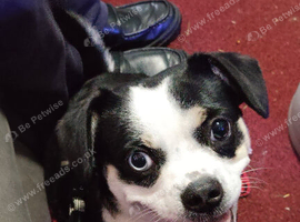 Frenchie cross shizon female