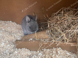Netherland dwarfs and only looks available