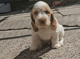 Kc show cocker spaniel