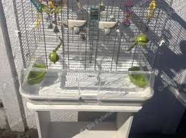Bird cage with stand