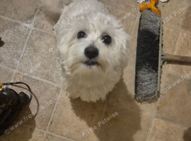 Bichon cross malties male 1 year old