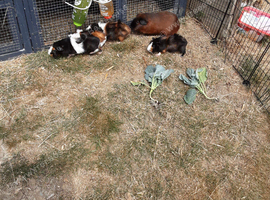 Boars for sale