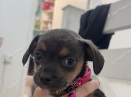 DACHSHUND X FRENCHIE