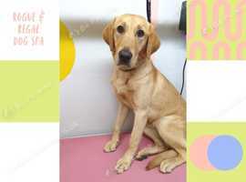 Rogue & Regal Dog Grooming - Now Open in Newtown, Reading! &pound;10 Off First Groom!