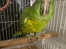 Yellow nape Amazon tame and talking with small cage