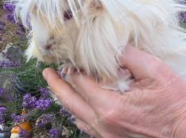 Female baby guinea pigs