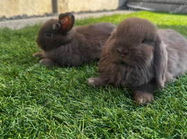 Mini lop