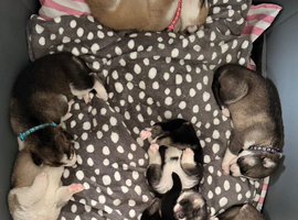Beautiful Shepsky Puppies Available