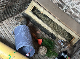 Three female mini lop rabbits