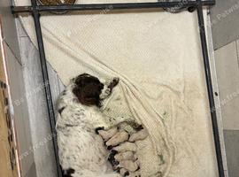 English Springer Spaniel puppies KC registered.