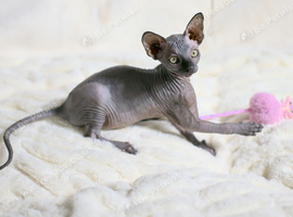Sphynx Kittens