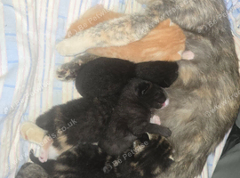 Cute & Playful Kittens Ready for New Homes