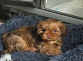 KC Imperial Shih Tzu Girl Puppy