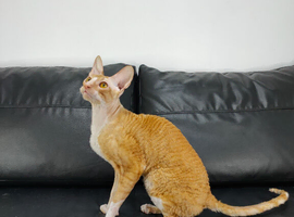 Cornish Rex Male Seeking a Loving Forever Home