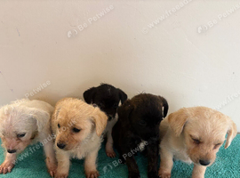 Terrier puppies