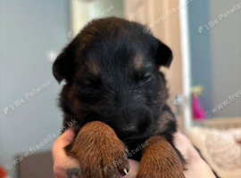 German shepherd puppies