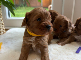 Foxy red boy cavapoo