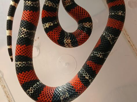 2025 pair of black milksnakes