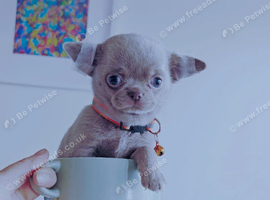&pound;1,050 Only -LAST BOY️ Pedigree Chihuahua puppies